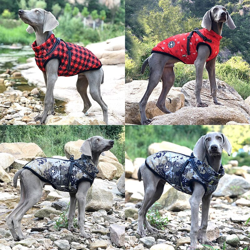 Winter Adventures Await: Large Pet Dog Jacket with Harness - Warm and Waterproof, Ideal for Labradors, Chihuahuas, and French Bulldogs