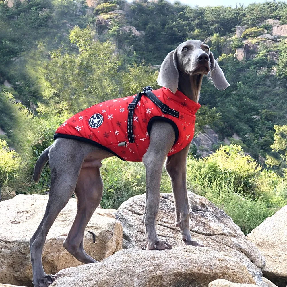 Winter Adventures Await: Large Pet Dog Jacket with Harness - Warm and Waterproof, Ideal for Labradors, Chihuahuas, and French Bulldogs