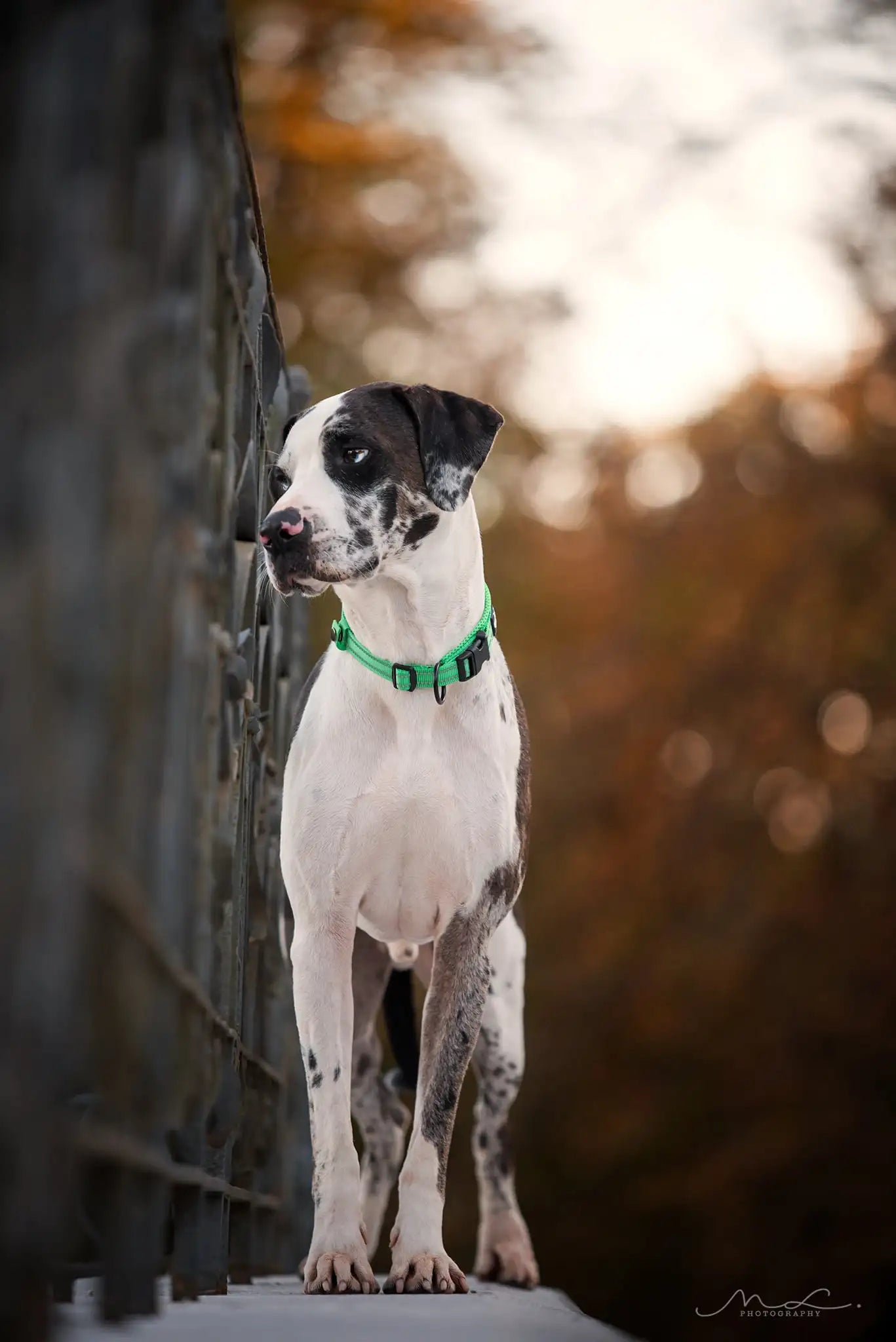 Reflective Luxury Pet Dog Collar: Adjustable, Padded, and Durable - Ideal for Training and Style! 